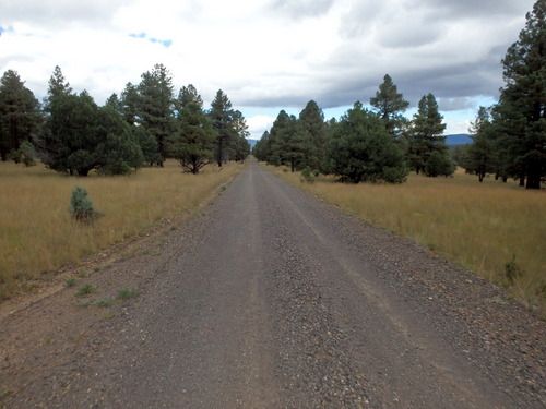 GDMBR: Riding west through the forest.